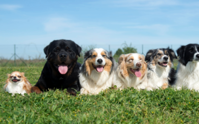 Las 10 Razas de Perros Más Inteligentes del Mundo
