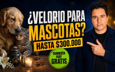 Servicios fúnebres para mascotas: hay cremación gratuita y despedidas de hasta $300.000